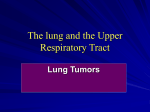 The lung and the Upper Respiratory Tract