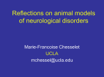 Reflections on animal models of neurological disorders
