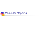 Molecular Mapping - Plant Root Genomics Consortium Project