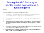 Testing the ABC floral-organ identity model: expression of