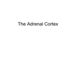 The Adrenal Cortex - Washington State University