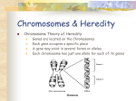 Chromosomes & Heredity - Fox Valley Lutheran High School