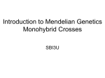 Monohybrid and Dihybrid Crosses