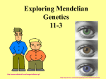 Mendel Discovers “Genes” 9-1