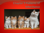 Chapter 9 Patterns of Inheritance