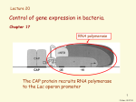 j17Chapt_17_bactGene..