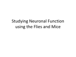 Studying Neuronal Function using the Flies and Mice