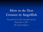 How_to_do_Test_Crosses