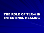 THE ROLE OF TLR-4 IN INTESTINAL HEALING Nectrotizing