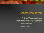 Aphid Population