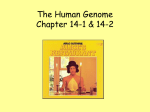 The Human Genome