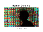 Human Genome PPT 2013