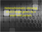 Heterochromatin silencing at p53 target genes by a small viral protein.