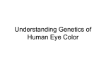 Understanding Eye Color
