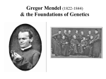 Gregor Mendel (1822-1844) & the Foundations of Genetics