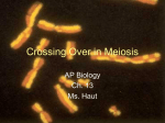 Crossing Over during Meiosis