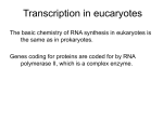 Trnascription in eucaryotes