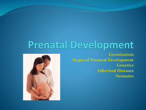 Prenatal Development