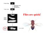 Drosophila Pattern Formation