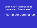 What is the genotype for a pink snapdragon flower?
