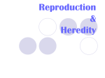 Reproduction & Heredity