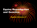 Equine Reproduction and Genetics