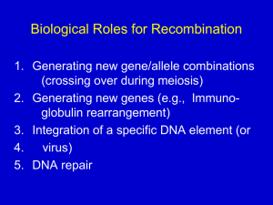 DNA Recombination - Home - KSU Faculty Member websites