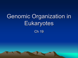 Genomic Organization in Eukaryotes