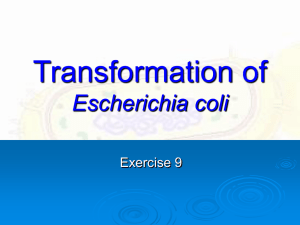 Exp.9 Bacterial Transformation