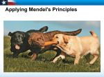 Applying Mendel`s Principles Learning Objectives