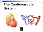 Blood & circulation