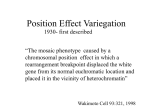 Position Effect Variegation