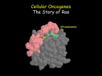 Cellular Oncogenes The Story of Ras