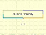 11.3 Human Heredity