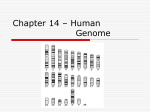 Chapter 14 – Human Genome