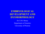 embryological development and dysmorphology
