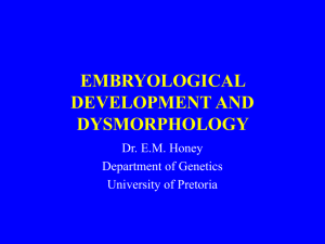 embryological development and dysmorphology
