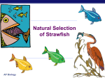 05Strawfish2007