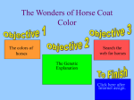 colors of horses