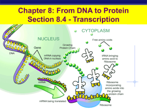 Transcription/translation