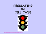 REGULATING the CELL CYCLE