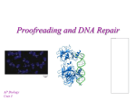 Proofreading and DNA Repair - mvhs