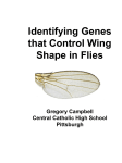 Genetics of flies Greg Sci Proj 2010-78 over