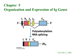 V-Region Gene Rearrangements