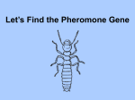 Let`s Find the Pheromone Gene
