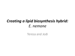 Creating a lipid biosynthesis hybrid: E. nemone