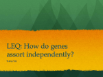 LEQ: How do genes assort independently?