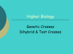 Genetic Crosses