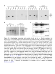 tpj12930-sup-0001-FigS1