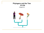 Phylogeny - De Anza College